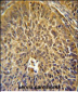 EIF3G Antibody (Center)